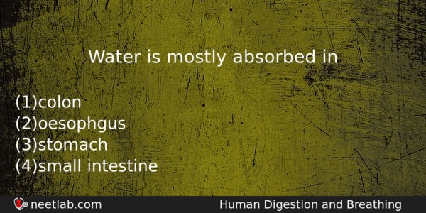 Water Is Mostly Absorbed In Biology Question 