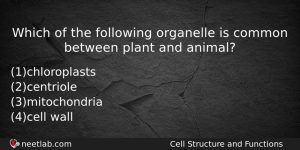 Which Of The Following Organelle Is Common Between Plant And Biology Question