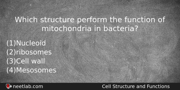 Which Structure Perform The Function Of Mitochondria In Bacteria Biology Question 