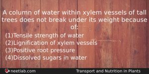 A Column Of Water Within Xylem Vessels Of Tall Trees Biology Question