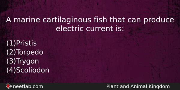 A Marine Cartilaginous Fish That Can Produce Electric Current Is Biology Question 