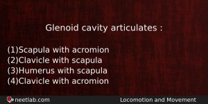 Glenoid Cavity Articulates Biology Question