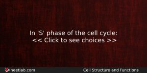 In S Phase Of The Cell Cycle Biology Question