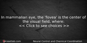 In Mammalian Eye The Fovea Is The Center Of The Biology Question