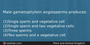 Male Gametophytein Angiosperms Produces Biology Question