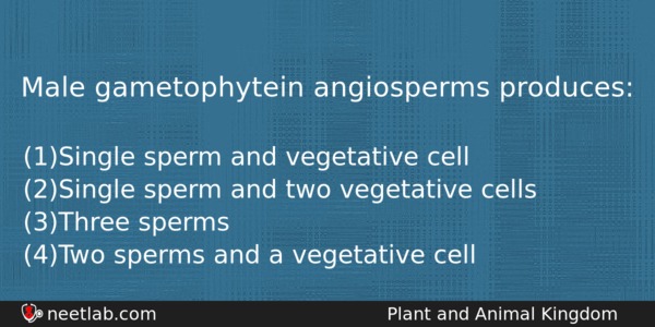 Male Gametophytein Angiosperms Produces Biology Question 