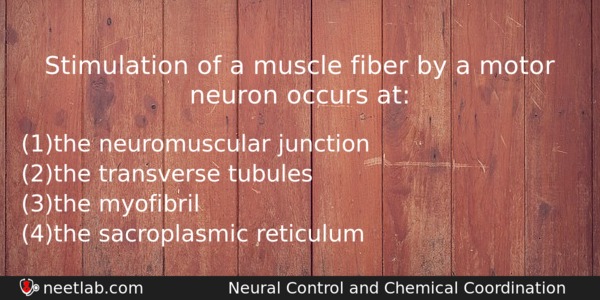 Stimulation Of A Muscle Fiber By A Motor Neuron Occurs Biology Question 