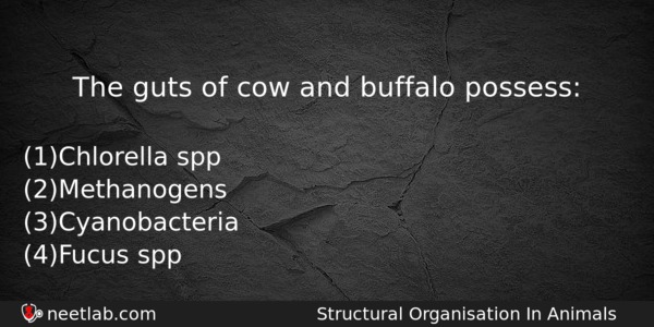 The Guts Of Cow And Buffalo Possess Biology Question 