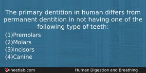 The Primary Dentition In Human Differs From Permanent Dentition In Biology Question