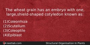 The Wheat Grain Has An Embryo With One Largeshieldshaped Cotyledon Biology Question