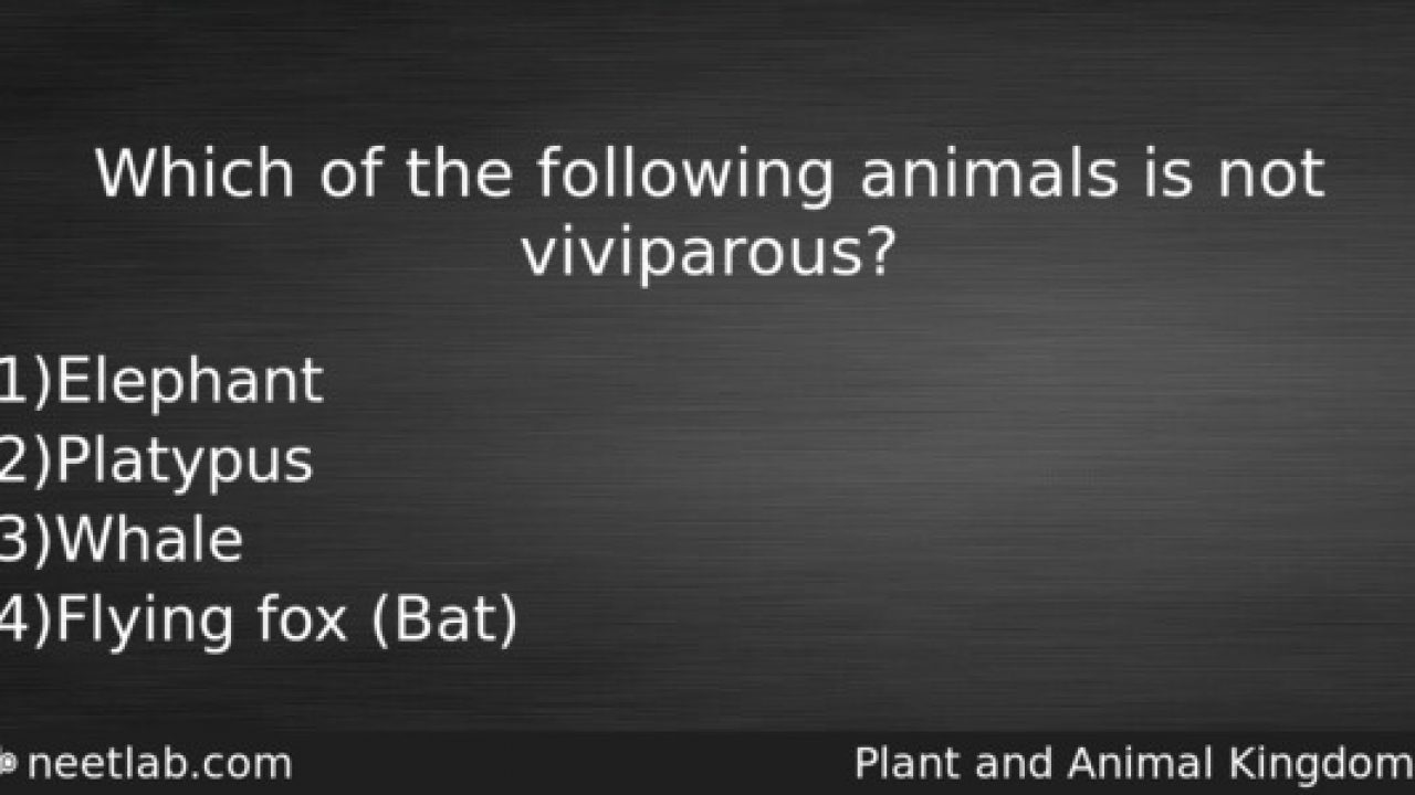 Which of the following animals is not viviparous? - NEETLab