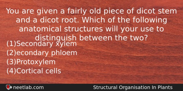 You Are Given A Fairly Old Piece Of Dicot Stem Biology Question 