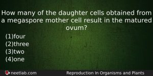 How Many Of The Daughter Cells Obtained From A Megaspore Biology Question
