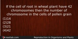 If The Cell Of Root In Wheat Plant Have 42 Biology Question
