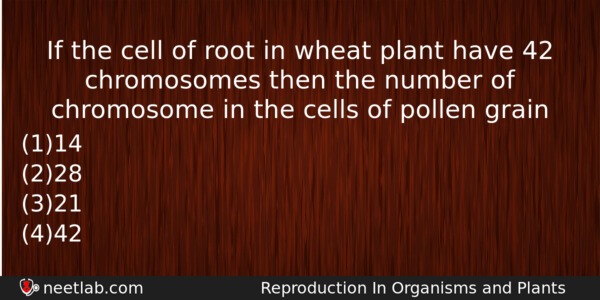 If The Cell Of Root In Wheat Plant Have 42 Biology Question 