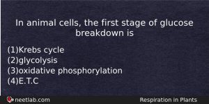 In Animal Cells The First Stage Of Glucose Breakdown Is Biology Question