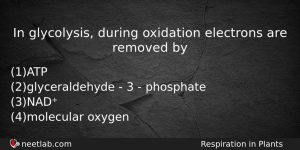 In Glycolysis During Oxidation Electrons Are Removed By Biology Question