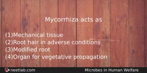 Mycorrhiza Acts As Biology Question