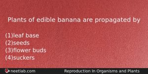 Plants Of Edible Banana Are Propagated By Biology Question