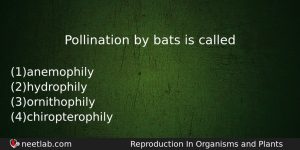 Pollination By Bats Is Called Biology Question