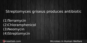 Streptomyces Griseus Produces Antibiotic Biology Question