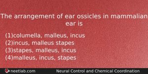 The Arrangement Of Ear Ossicles In Mammalian Ear Is Biology Question