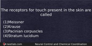 The Receptors For Touch Present In The Skin Are Called Biology Question