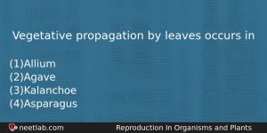 Vegetative Propagation By Leaves Occurs In Biology Question
