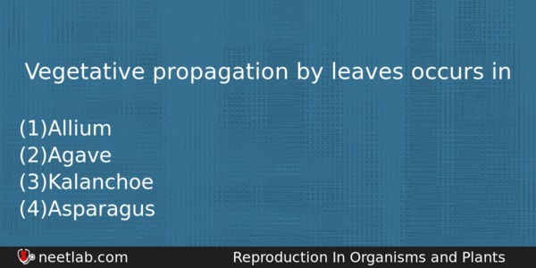 Vegetative Propagation By Leaves Occurs In Biology Question 
