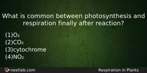 What Is Common Between Photosynthesis And Respiration Finally After Reaction Biology Question