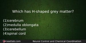 Which Has Hshaped Grey Matter Biology Question