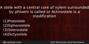 A Stele With A Central Core Of Xylem Surrounded By Biology Question