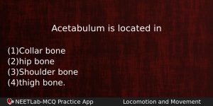 Acetabulum Is Located In Biology Question