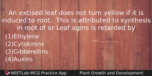 An Excised Leaf Does Not Turn Yellow If It Is Biology Question