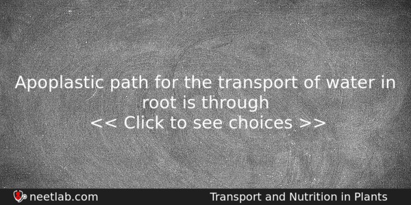 Apoplastic Path For The Transport Of Water In Root Is Biology Question 