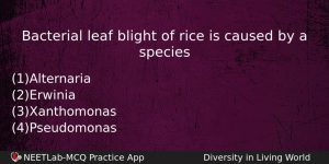 Bacterial Leaf Blight Of Rice Is Caused By A Species Biology Question