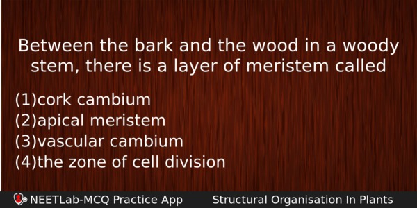 Between The Bark And The Wood In A Woody Stem Biology Question 