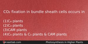 Co Fixation In Bundle Sheath Cells Occurs In Biology Question