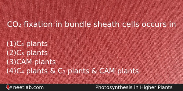 Co Fixation In Bundle Sheath Cells Occurs In Biology Question 