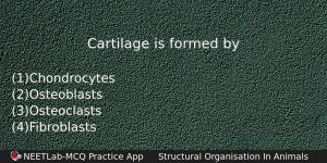 Cartilage Is Formed By Biology Question