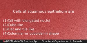 Cells Of Squamous Epithelium Are Biology Question