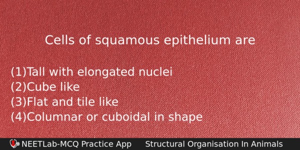 Cells Of Squamous Epithelium Are Biology Question 