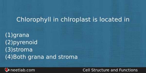 Chlorophyll In Chlroplast Is Located In Biology Question 