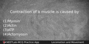 Contraction Of A Muscle Is Caused By Biology Question