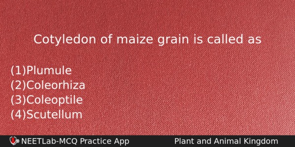 Cotyledon Of Maize Grain Is Called As Biology Question 