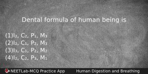 Dental Formula Of Human Being Is Biology Question