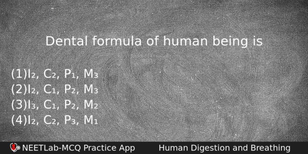 Dental Formula Of Human Being Is Biology Question 