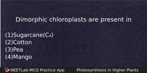 Dimorphic Chloroplasts Are Present In Biology Question