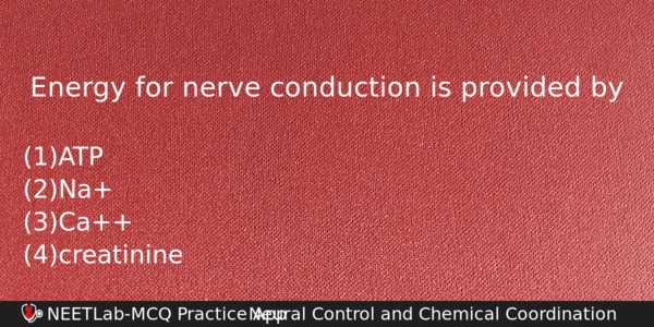 Energy For Nerve Conduction Is Provided By Biology Question 
