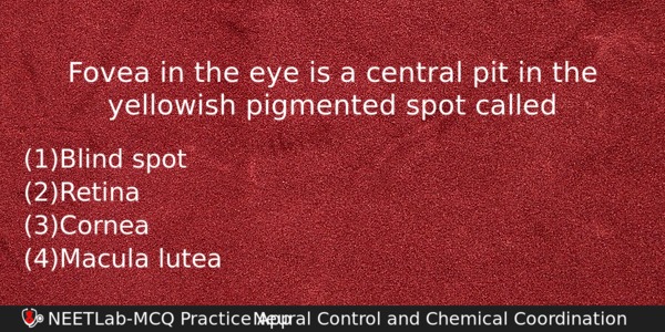 Fovea In The Eye Is A Central Pit In The Biology Question 